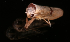 Pilostibes stigmatias