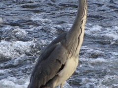 Ardea cinerea