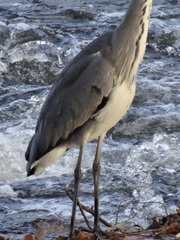 Ardea cinerea