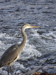 Ardea cinerea