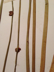 Schoenoplectus americanus