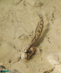 Periophthalmus waltoni