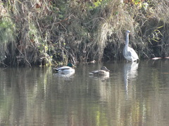 Ardea cinerea