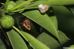 Anteros carausius carausius