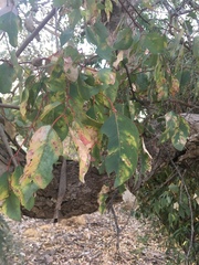 Eucalyptus rudis