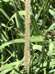 Setaria sphacelata sericea