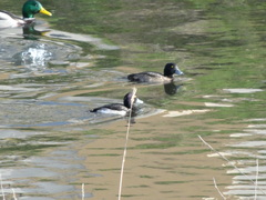 Aythya fuligula