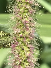 Setaria sphacelata sericea
