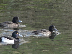 Aythya fuligula