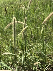 Setaria sphacelata sericea