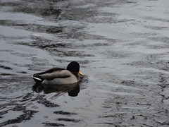 Anas platyrhynchos