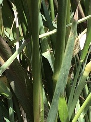 Setaria sphacelata sericea