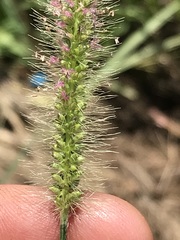 Setaria sphacelata sericea
