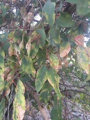 Eucalyptus rudis