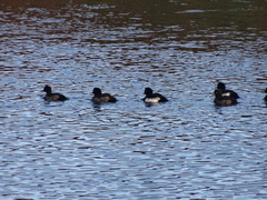 Aythya fuligula