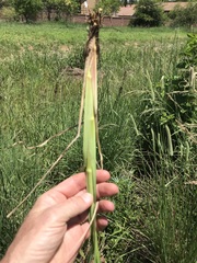 Setaria sphacelata sericea