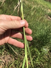 Setaria sphacelata sericea