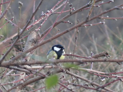 Parus major