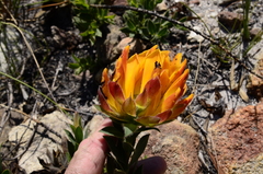 Liparia splendens comantha