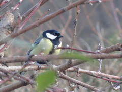 Parus major