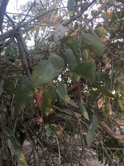 Eucalyptus rudis
