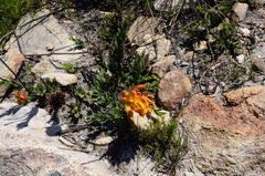 Liparia splendens comantha