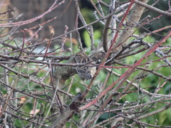 Passer domesticus