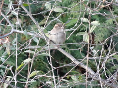 Passer domesticus