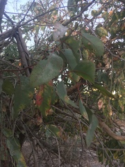 Eucalyptus rudis
