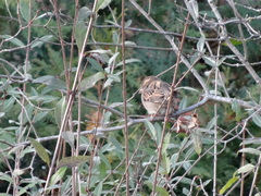 Passer domesticus