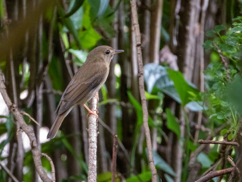 Brown-chested Jungle Flycatcher (Cyornis brunneatus), photo 4