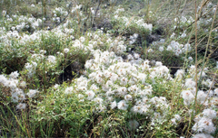Clematis aethusifolia, photograph Oleg Kosterin, CC BY, iNaturalist via GBIF