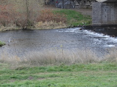 Ardea cinerea