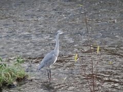 Ardea cinerea