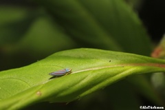 Graphocephala idonea