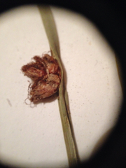 Schoenoplectus americanus