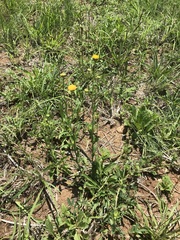 Nidorella podocephala