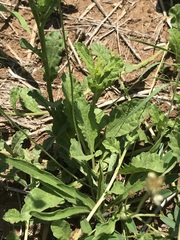Nidorella podocephala