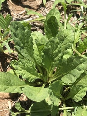 Nidorella podocephala