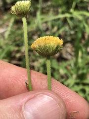 Nidorella podocephala