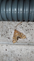 Eoophyla conjunctalis