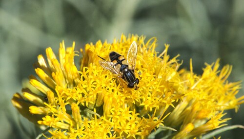Unknown species found near Fremont County, WY, USA