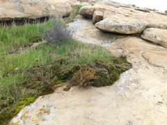 Deinandra minthornii