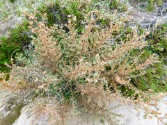 Deinandra minthornii