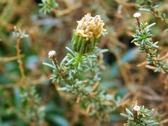 Deinandra minthornii