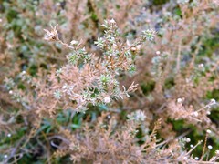 Deinandra minthornii