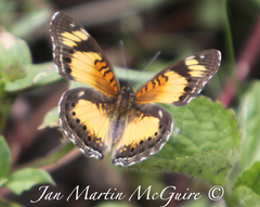 Junonia sophia