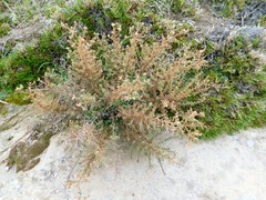 Deinandra minthornii