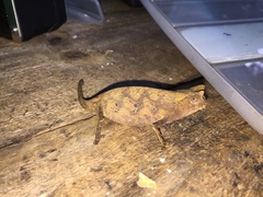 Brookesia superciliaris