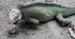 Iguana delicatissima